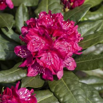 Rhododendron 'Nova Zembla'