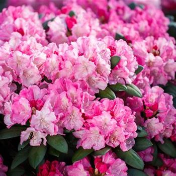 Rhododendron yakushimanum 'Polaris'