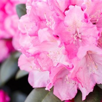 Rhododendron yakushimanum 'Polaris'