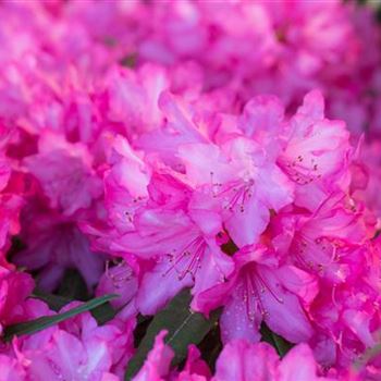 Rhododendron makinoi 'Rosa Perle'