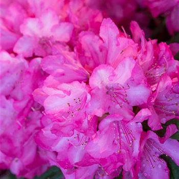 Rhododendron makinoi 'Rosa Perle'