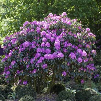 Rhododendron 'Roseum Elegans'