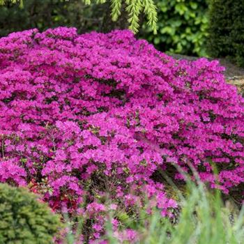 Rhododendron yakushimanum