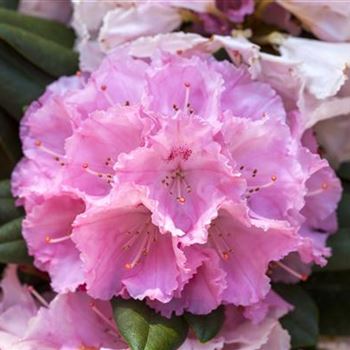 Rhododendron yakushimanum