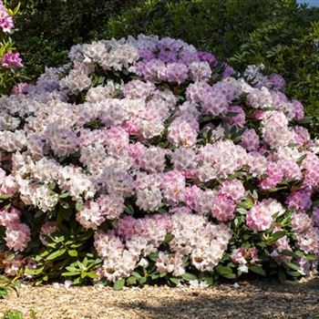 Rhododendron yakushimanum