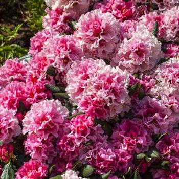 Rhododendron yakushimanum