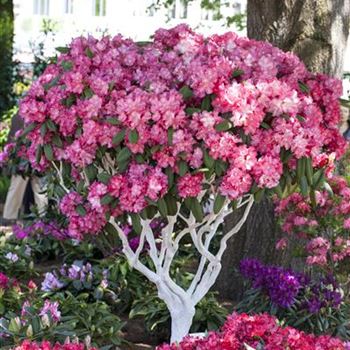 Rhododendron yakushimanum