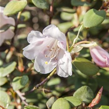 Rhododendron williamsianum