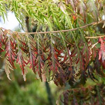 Rhus typhina 'Dissecta'