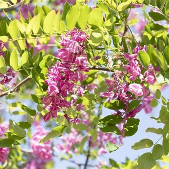 Robinia x margaretta 'Casque Rouge'