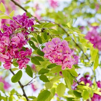 Robinia x margaretta 'Casque Rouge'