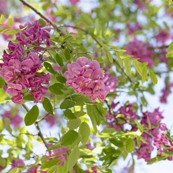 Robinia x margaretta 'Casque Rouge'