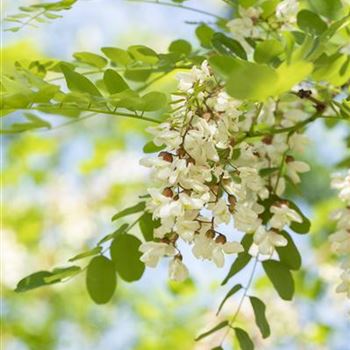 Robinia pseudoacacia 'Nyirsegi'