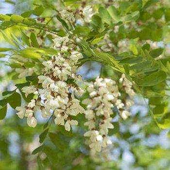 Robinia pseudoacacia 'Nyirsegi'