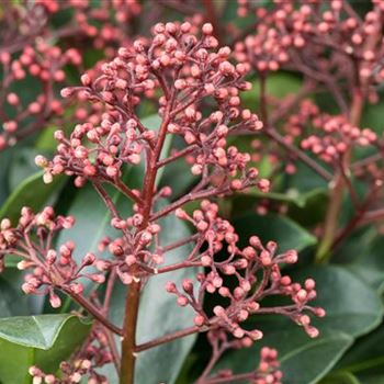 Skimmia japonica 'Rubella'