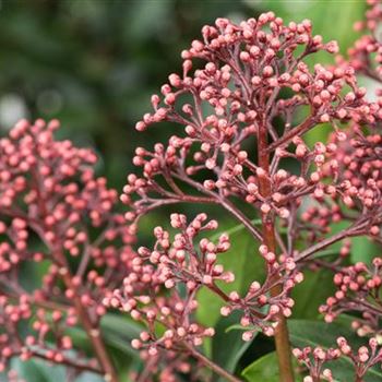 Skimmia japonica 'Rubella'