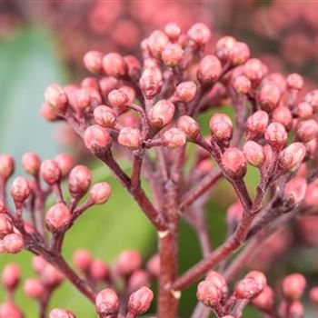 Skimmia japonica 'Rubella'