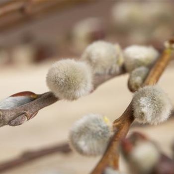 Salix caprea