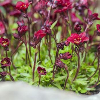 Saxifraga x arendsii 'Peter Pan'