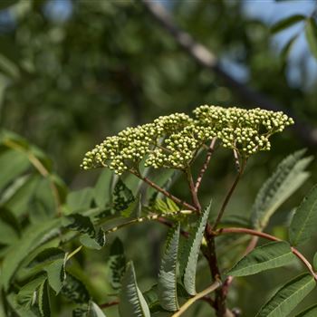 Sorbus decora