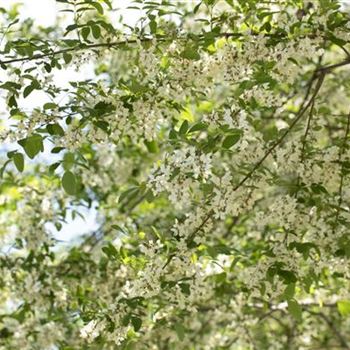 Robinia pseudoacacia 'Unifoliola'