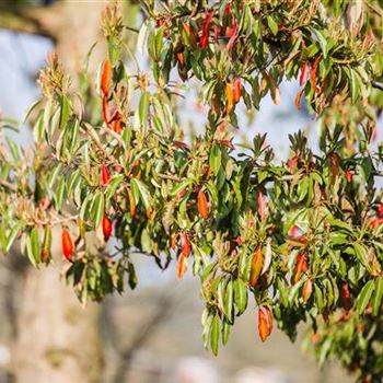 Photinia davidiana