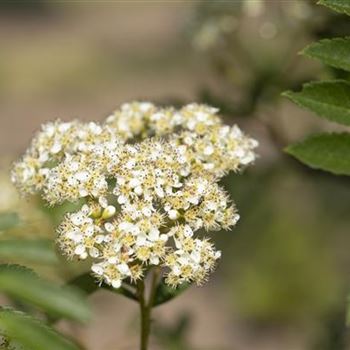 Sorbus 'Joseph Rock'