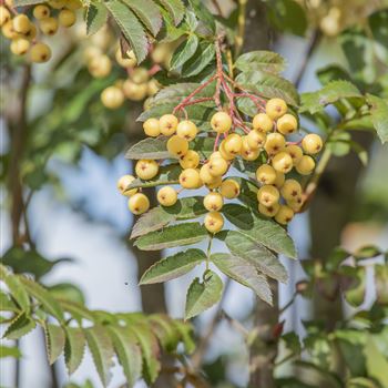 Sorbus 'Joseph Rock'