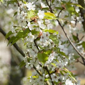 Prunus serrulata 'Tai-Haku'