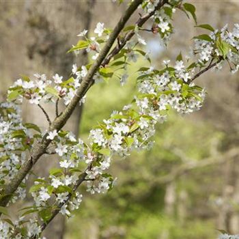 Prunus serrulata 'Tai-Haku'