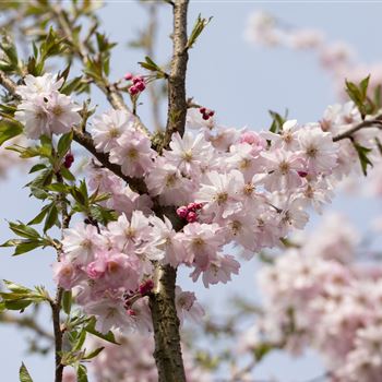 Prunus subhirtella 'Autumnalis Rosea'