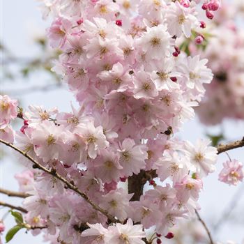 Prunus subhirtella 'Autumnalis Rosea'