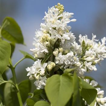 Syringa vulgaris 'Mme Lemoine'