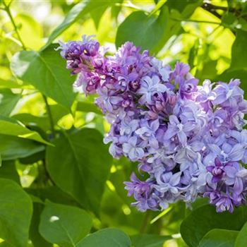 Syringa vulgaris 'Nadeshda'