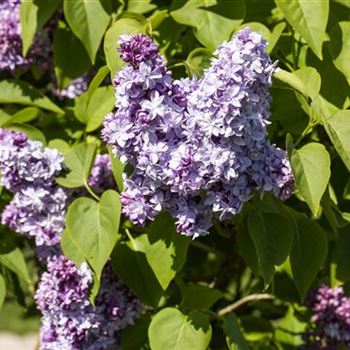 Syringa vulgaris 'Nadeshda'