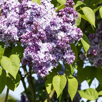 Syringa vulgaris 'Nadeshda'