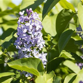 Syringa vulgaris 'President Lincoln'