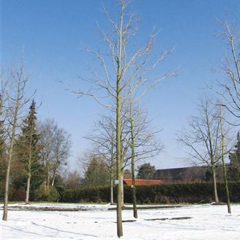 ASLE_Sol_baum.jpg