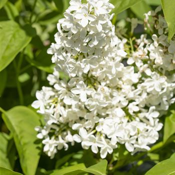 Syringa vulgaris 'Primrose'