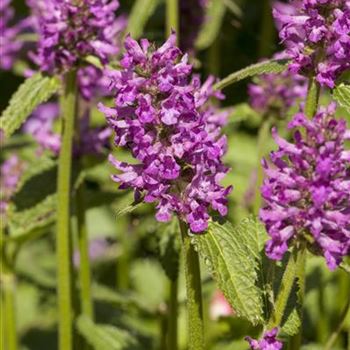 Stachys monnieri 'Hummelo'