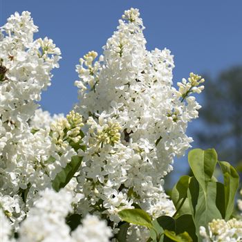 Syringa vulgaris 'Primrose'