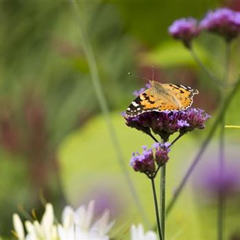 Verbena bonariensis