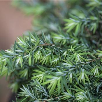 Tsuga canadensis 'Nana'