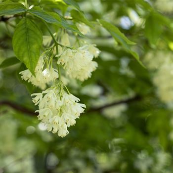 Staphylea colchica