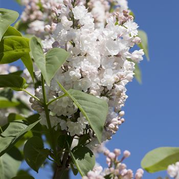 Syringa vulgaris 'Beauty of Moscow'