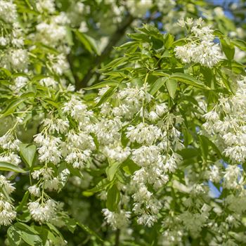 Staphylea colchica