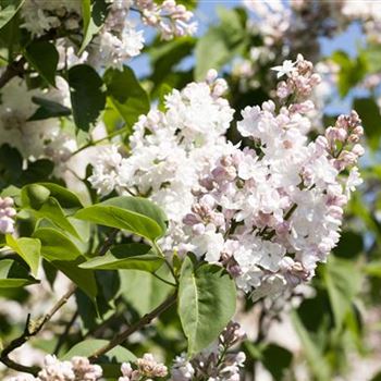 Syringa vulgaris 'Beauty of Moscow'