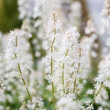 Tiarella cordifolia 'Eco Rambling Silhouette'