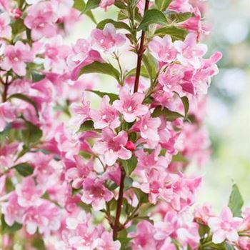 Weigela florida