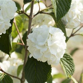 Viburnum plicatum